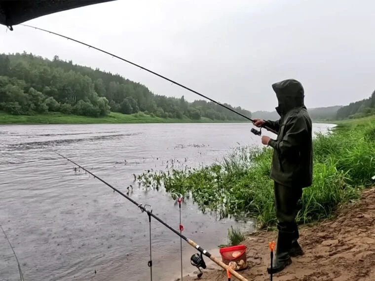 Квівертип показує клювання, а гачок порожній: що перевірити у фідері насамперед